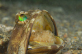 La, La, La, Laaaaaaaa  Fiiii-garo.
Banded Jawfish with new eggs. 