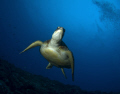 sea ​​turtle 