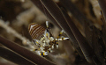 Bumblebee Shrimp in an Urchin 