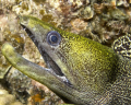 A yellow faced moray isn't giving me a very warm welcome 