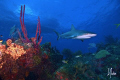 An interested Reef Shark appears from the blue as the Shear Water is moored above us on the reef. A Beautiful day in the Bahamas! 