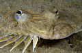 Flounder bearing teeth! I never really saw teeth before. 