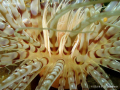 Tube -dwelling anemone (Pachycerianthus fimbriatus) 