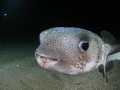 Porccupine fish at a night dive. 