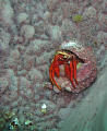 tiny Crab in sponge 