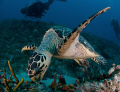 Close up of  Hawskbill Turtle feeding. 