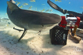 This Tiger Shark has a desire to get the bait in the crates we have set to attract them in. This image was taken at Tiger Beach. 