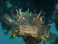 Striped Burrfish 