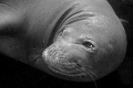 Hawaiian Monk seal 