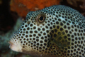 Smooth Trunkfish that seemed to enjoy getting his picture taken. 