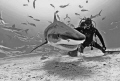 This large Tiger Shark was the first one we encountered on the expedition last week. She was probably about 12'. Not aggressive but very interested in every move we made. A perfect subject and definitely a Super Model at Tiger Beach! 