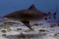 Emma the Tiger Shark,just swimming by at Crystal Tiger,heavily pregnant and absolutely beautiful,she spent a lot of the day with us,an honour indeed for us. 