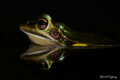 Frog's reflection 