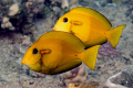 Juvenile Orangeband Surgeonfish 