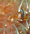 I can never get enough of these "clownfish". They are so cute! 