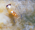 Coral shrimp. 