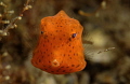 Juvenile Trunkfish 