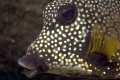 Smooth Trunkfish on the Big Coral Knoll off the beach at Fort Lauderdale 