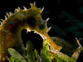 Seahorse backligted 