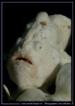 White Frog Fish in the water's of Lembeh Strait... ;O)... 