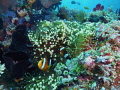 Reef scene in Raja Ampat. Sea and Sea DX-2G with wide-angle lens. 