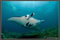 Manta at Mill Channel, Yap Island, Micronesia 