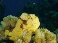 Clown frogfish fishing. 