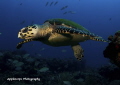 Young Hawksbill Turtle "in flight" after leaving a resting spot on top of the reef at Juno Beach, FL. 