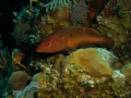 RED Hind at Cleaning Station 