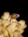 Purple-eyed Goby 