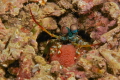 Mantas Shrimp with egg ball 