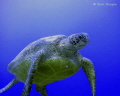 Green Turtle at 20m, no strobe. Rapae Wall, Aitutaki, Cook Islands 