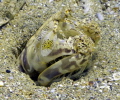 Reef Matis peeking out her hole in the sandy bottom. 