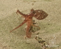 "Little Stretch" - a small (baby?) Octopus vulgaris, at the Monterey Breakwater, found after a long day with twelve Open Water students in bad vis.... Nikon D300 in Aquatica, Nikkor 12-24mm, Sea & Sea YS90 strobes. 