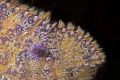 Slipper lobster closeup. 