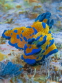 Tambja verconis - Landing Bay Pinnacle, Poor Knights Islands, NZ 