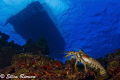 Under da boat on Cayman's East End. I started shooting this guy when he was down in a crevice and he started climbing up all the way until he got to the top of the mini-wall. It was almost like he was contemplating climbing aboard the boat! 