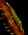 Caribbean Wire Coral Shrimp.  Bloodlet Bonaire Dutch Caribbean 