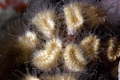 Smooth Flower Coral that really shows its beauty at night 