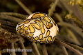 nice flamingo tongue 