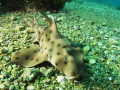 Small horn shark taken freediving, 15' deep, Canon S95.  Didn't get the exposure quite right on this one but still one of my better pics. 