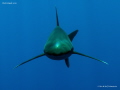 Face to face with a Longimanus Shark. 