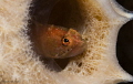 One of the many Ringed Blennys @Front Porch Bonaire Dutch Carribean
Starksia hassi



 