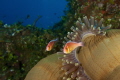 Clown fish in the late afternoon as their anemone is closing up 