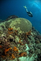 Diver swimming over a large brain coral 