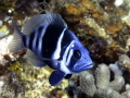 Taken while diving in Roatan July 2012 