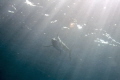 This monstrous 4m Sailfish passed by at some speed, unfortunately for me I was facing directly into the sun whilst trying to photograph her. 