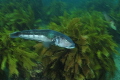 Blue cod gliding over the kelp forest 