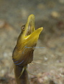 Blue Throat Pike Blenny 