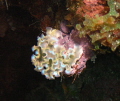 Lettuce sea slug- sometimes they just glow.. 